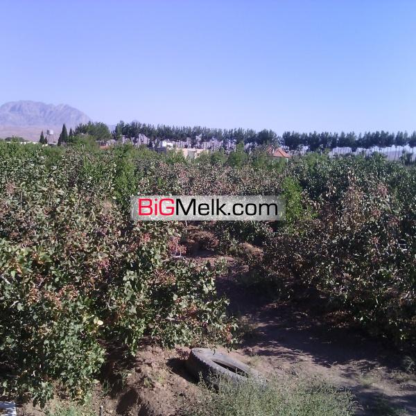 فروش باغ پسته و انواع میوه جات و کارخانه فرآوری خشکبار