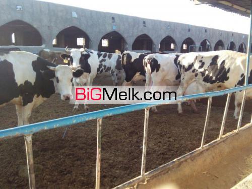 فروش گاوداری شیری  400 راسی در قم