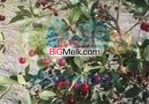 فروش باغ میوه چناران با تخفیف