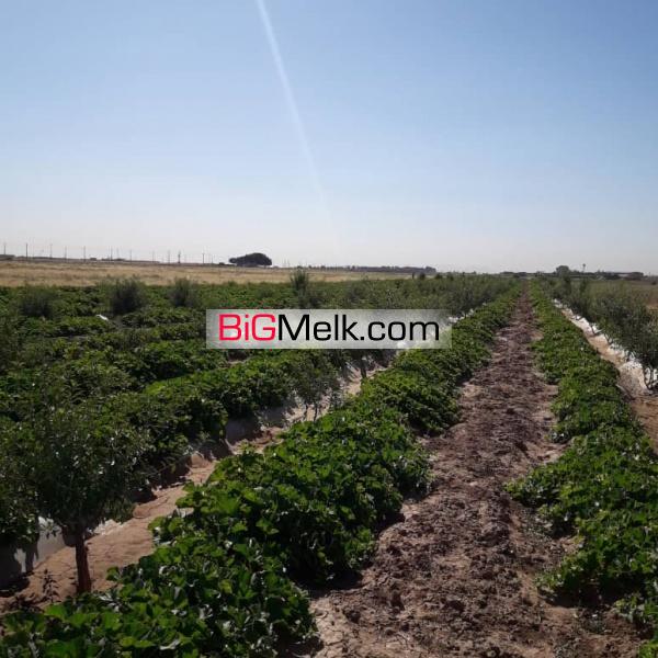 باغ یک هکتاری با درختان مثمر در مامونیه ساوه