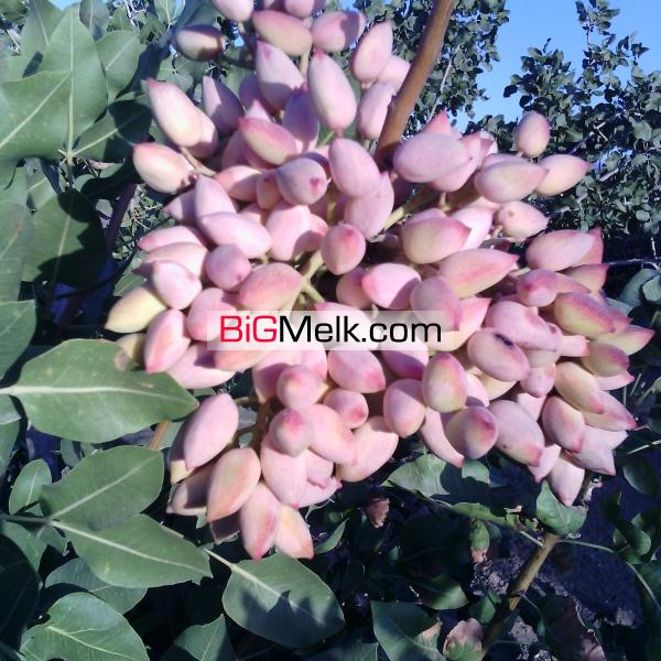 فروش باغ پسته و انواع میوه جات و کارخانه فرآوری خشکبار