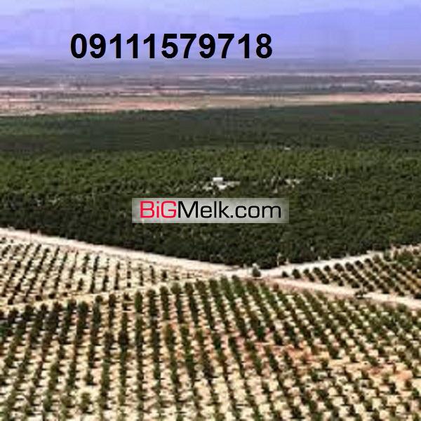فروش زمین های پلاک بزرگ 1500 هکتاری کشت وصنعت
