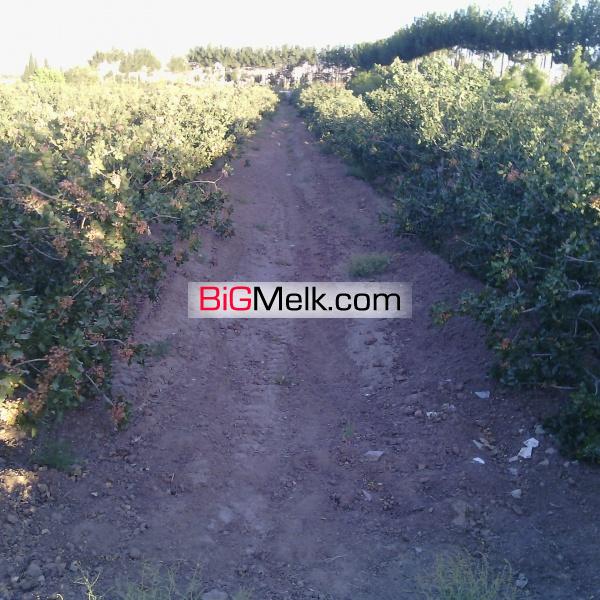 فروش باغ پسته و انواع میوه جات و کارخانه فرآوری خشکبار