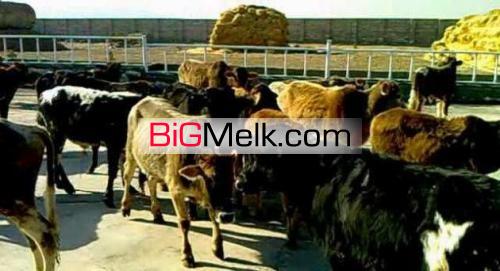 فروش گاوداری گوساله پرواری100 راسی پرواری