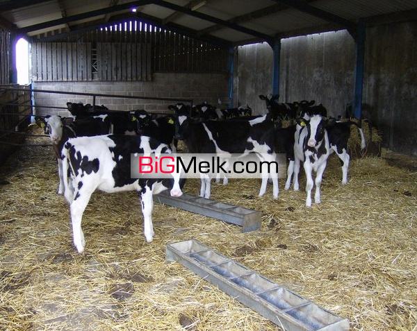 فروش گاوداری صنعتی ۲۰۰ راسی