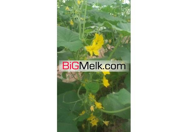 گلخانه خیار درختی | تهران، پاکدشت