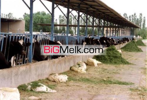 فروش دامداری بازمین کشاورزی ورامین