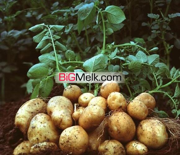 زمین باغ کشاورزی سالن گاوداری جهت کشت وصنعت
