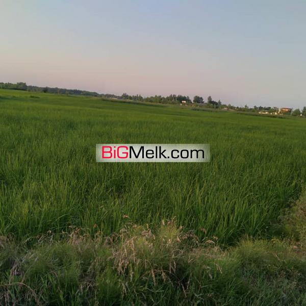 زمین کشاورزی ۸هزار متر