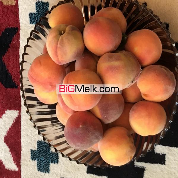 فروش باغ پسته و انواع میوه جات و کارخانه فرآوری خشکبار