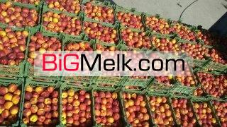 زمین کشاورزی به وسعت 30 هکتار