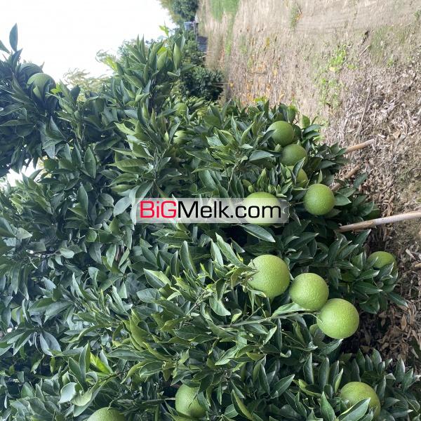 فروش باغ مرکبات و شلیل