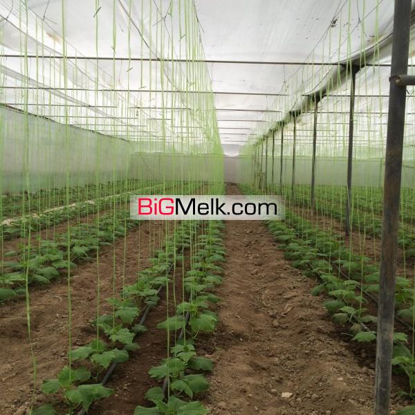 فروش گلخانه خیار درختی ورامین