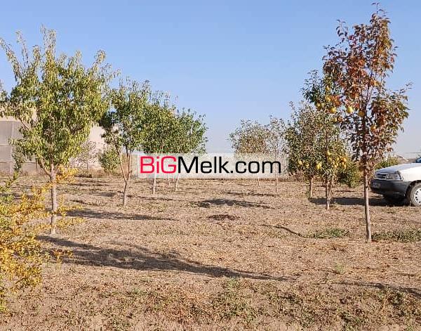 زمین کشاورزی با سند قطعی ۱۵۰۰ اصله درخت