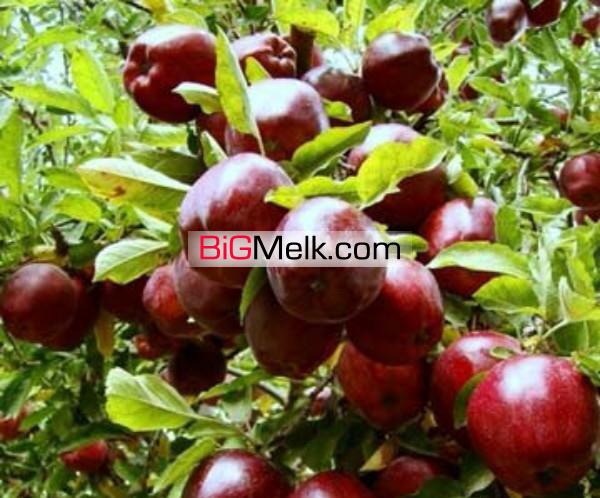 باغ سیب و زمین کشاورزی به مساحت ۳۶ هکتار در سمیرم اصفهان