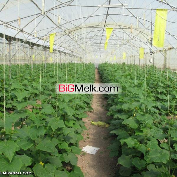 فروش گلخانه صنعتی 2000متری اصفهان