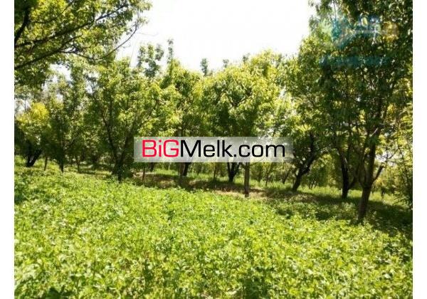 فروش باغ میوه چاه کشاورزی گاوداری صنعتی