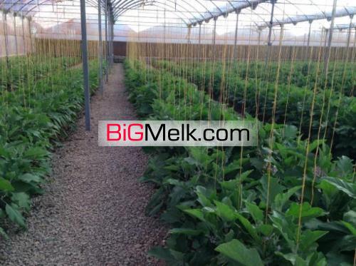فروش گلخانه مدرن در حال بهره برداری با وام کم بهره بانک