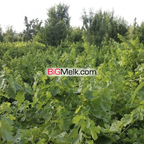 باغ انگور مساحت ۷۰۰۰ متر قطره ای