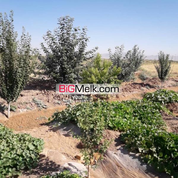 باغ یک هکتاری با درختان مثمر در مامونیه ساوه