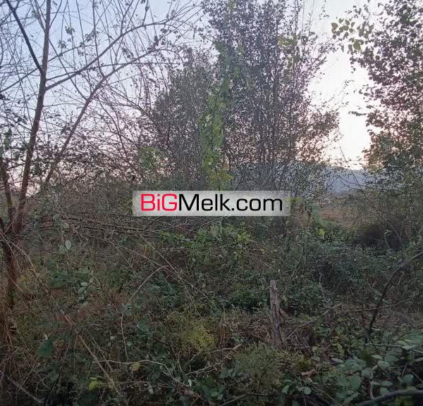 فروش ۲۹۰ متر زمین در شاندرمن زیبا (کارگزاری نسل نو)