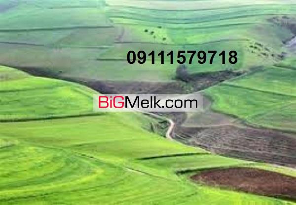 فروش باغ مرکبات در شمال