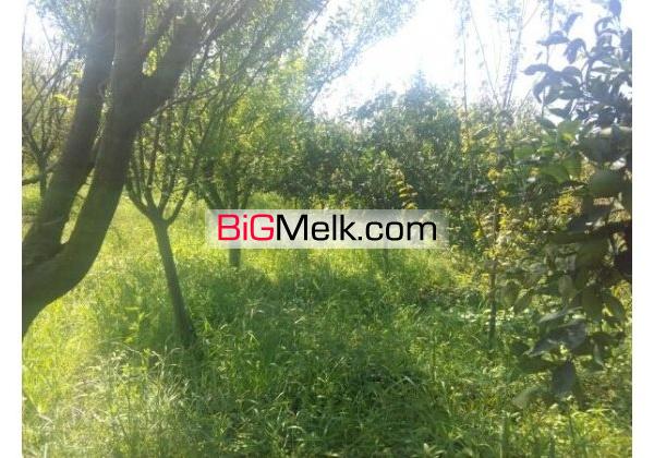 باغ مرکبات بهرجاده 4000 مترنزدیک شهرک | مازندران، آمل