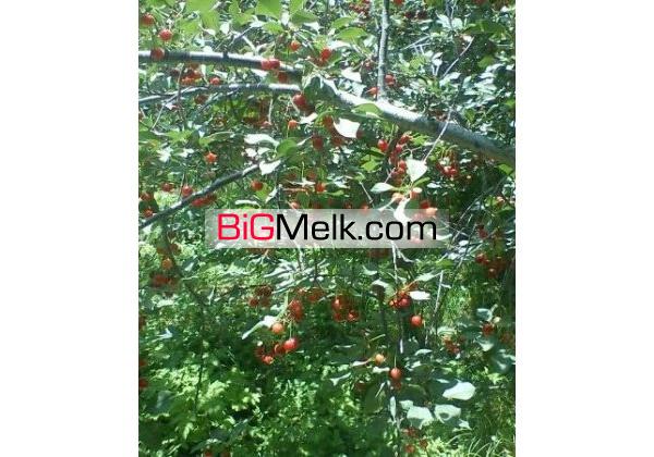 باغ فشم امامه 1000متری