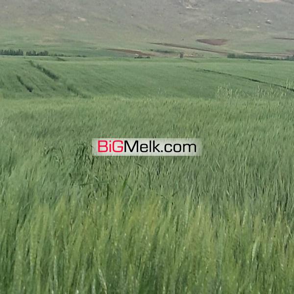 200هکتار زمین کشاورزی اصفهان