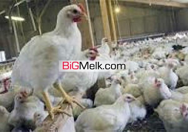اجاره مرغداری  اشتهارد 12000هزار تایی