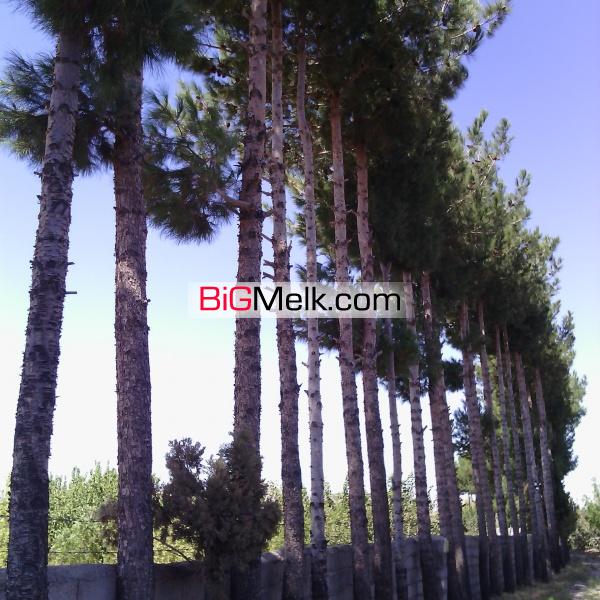 فروش باغ پسته و انواع میوه جات و کارخانه فرآوری خشکبار
