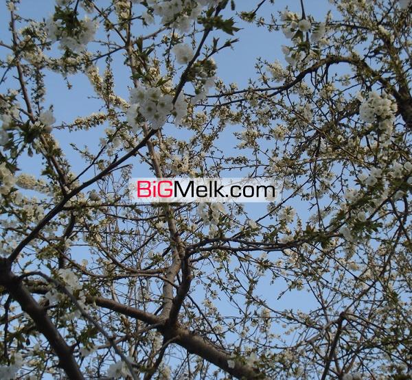 فروش باغ میوه واقع در کوهسار کرج