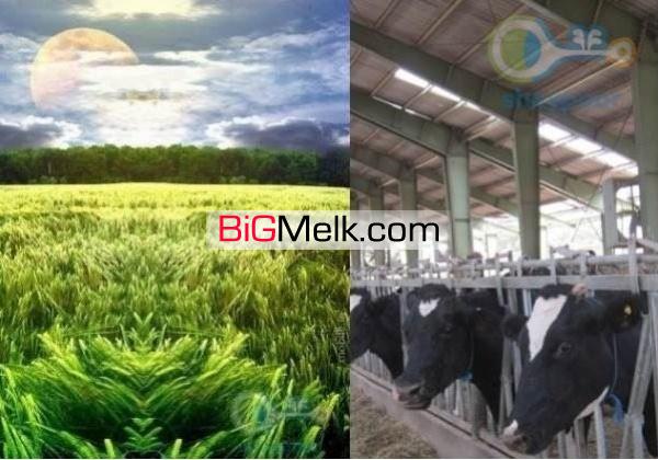 گاوداری صنعتی  و زمین کشاورزی در بویین زهرا