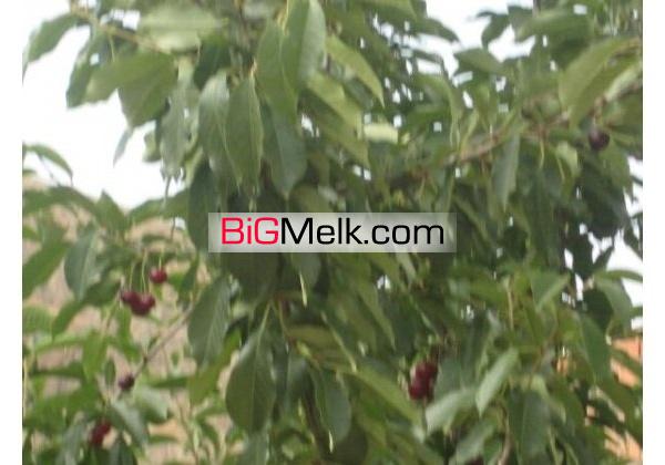 باغ شهر1000متری | تهران، دماوند