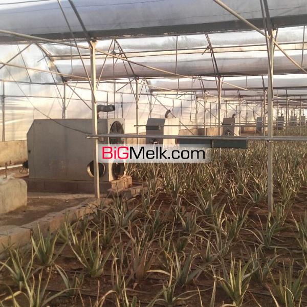 فروش گلخانه آلوئه ورا  در محمودآباد شهرستان ملارد