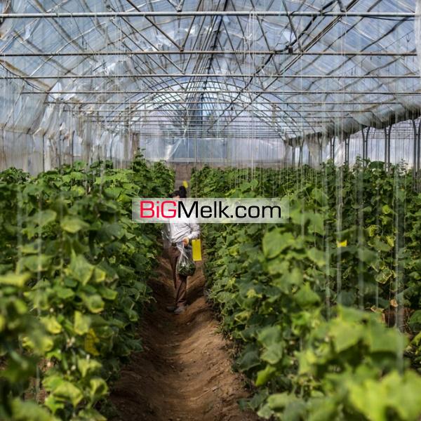 فروش گلخانه خیار درختی ورامین