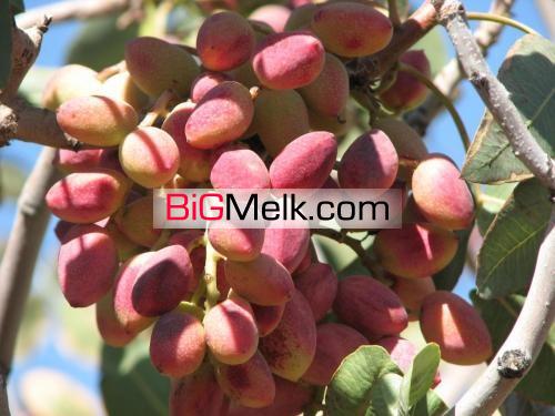 فروش زمین پسته