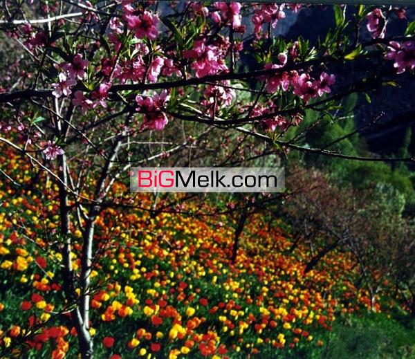 فروش باغ 3000 متری در مرند-آذزبایجان شرقی