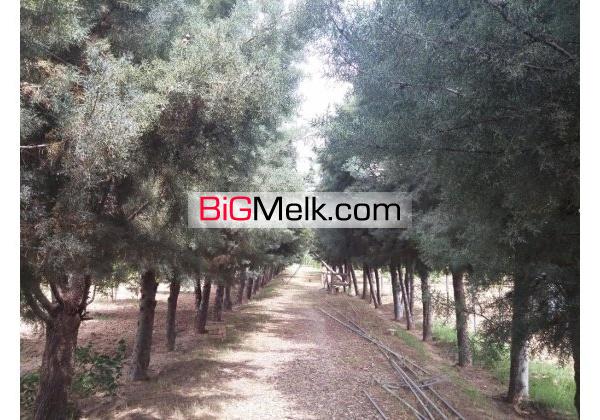 2هکتار باغ ویلا فروشی