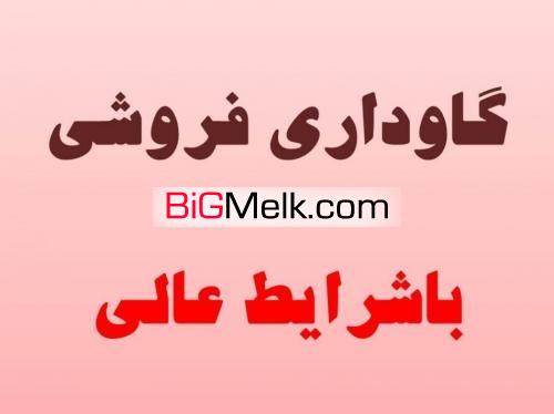 فروش گاوداری با امکانات کامل قزوین