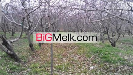فروش باغ درشهریار شهرک وحیدیه متراژ 5000 متر