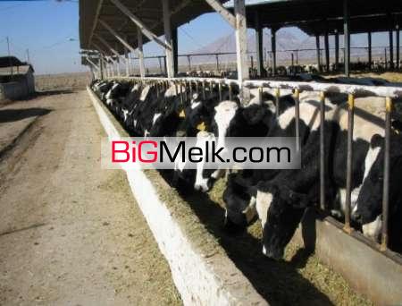 فروش دامداری بازمین کشاورزی
