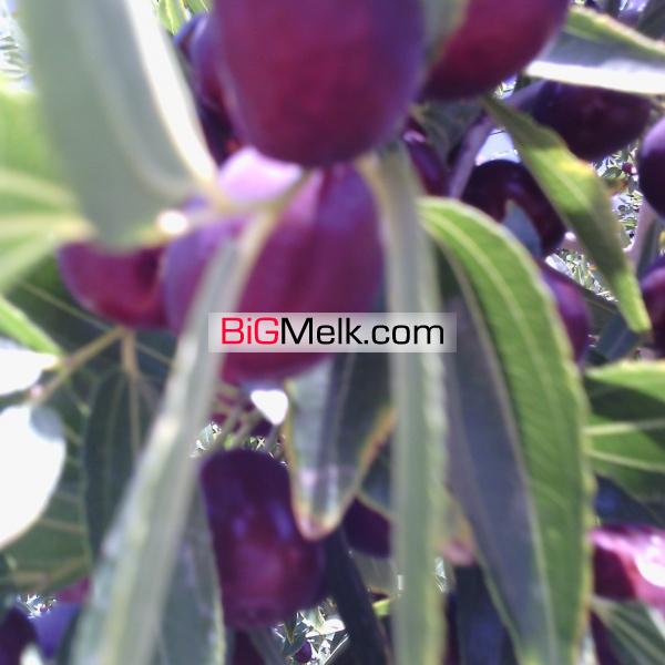 فروش باغ پسته و انواع میوه جات و کارخانه فرآوری خشکبار
