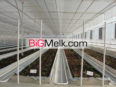فروش مجتمع گلخانه ای 5 هکتاری تولید گل انحصاری