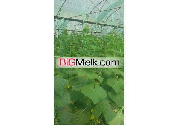 گلخانه خیار درختی | تهران، پاکدشت