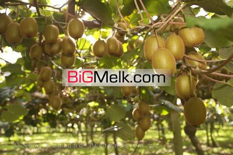 فروش باغ کیوی در گیلان اسالم