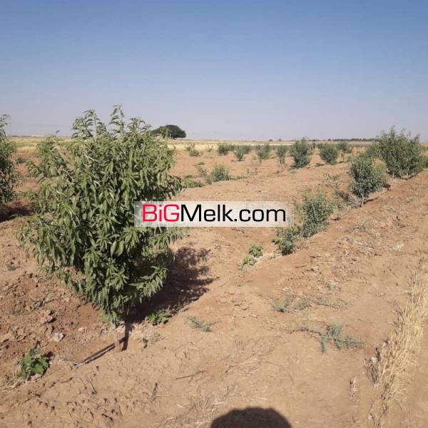 باغ یک هکتاری با درختان مثمر در مامونیه ساوه