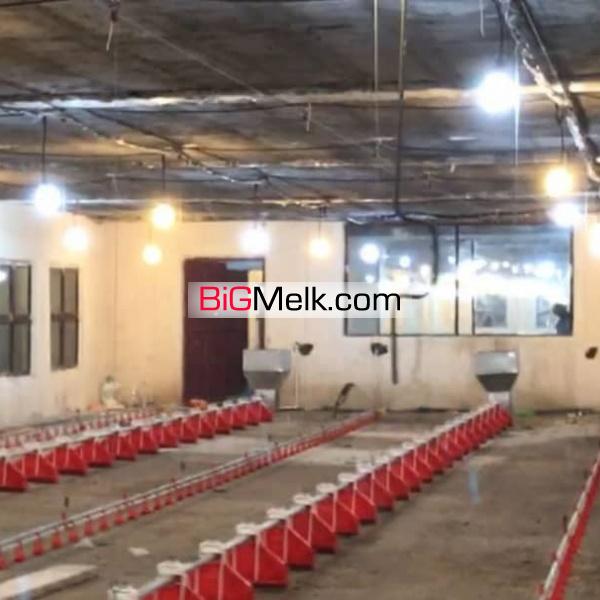فروش مرغداری گوشتی ۲۰۰۰۰ تایی