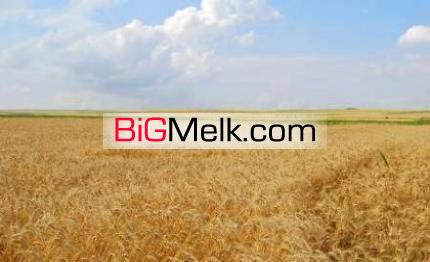 فروش 66 هکتار زمین زراعی و گاوداری