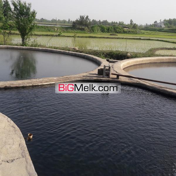 استخر پرورش ماهی سردآبی